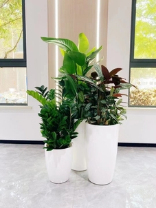 余姚专业植物租赁,装点多彩生活空间